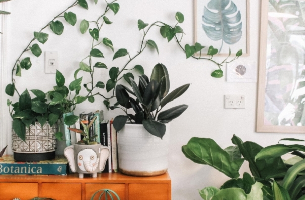 Stress Relief from Nature: The Calming Influence of Plants