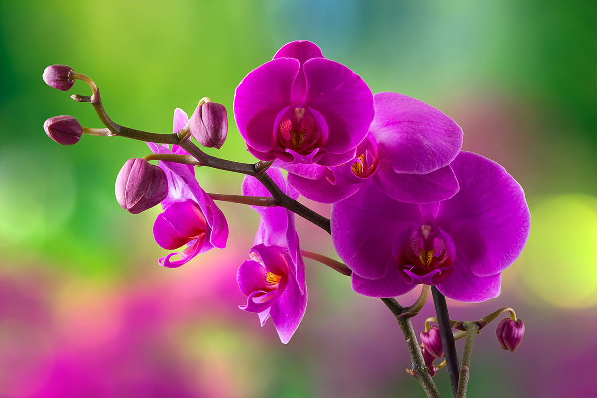 Exploring the Enchanting World of Tropical Orchids
