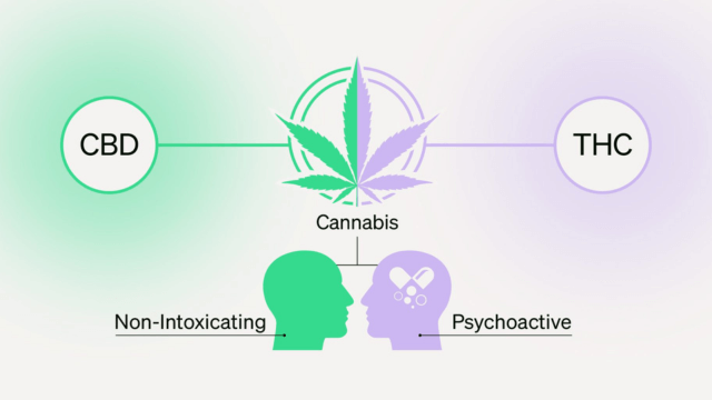 THC vs. CBD Unravelling the Cannabis Puzzle