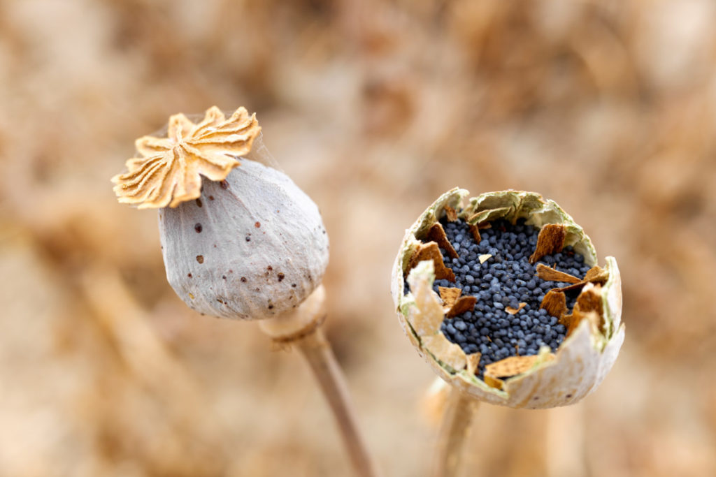 Benefits and Disadvantages of Unwashed Poppy Seeds & Dry Poppy Pods