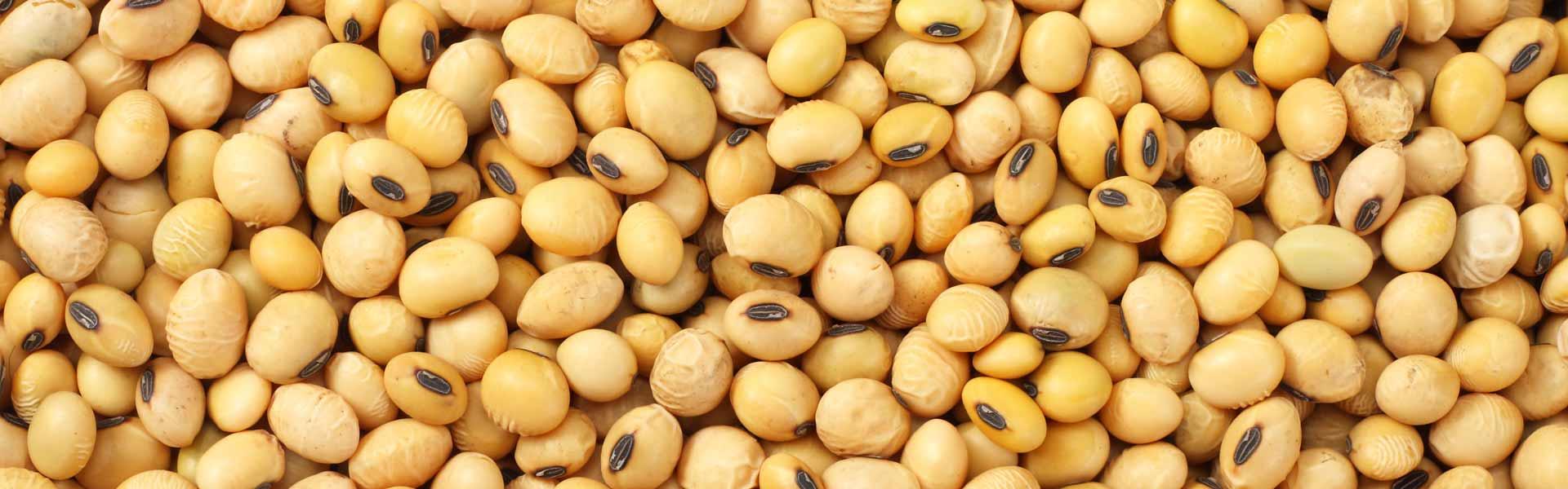 Sustaining the Future with Soy: A Look into Sustainable Practices
