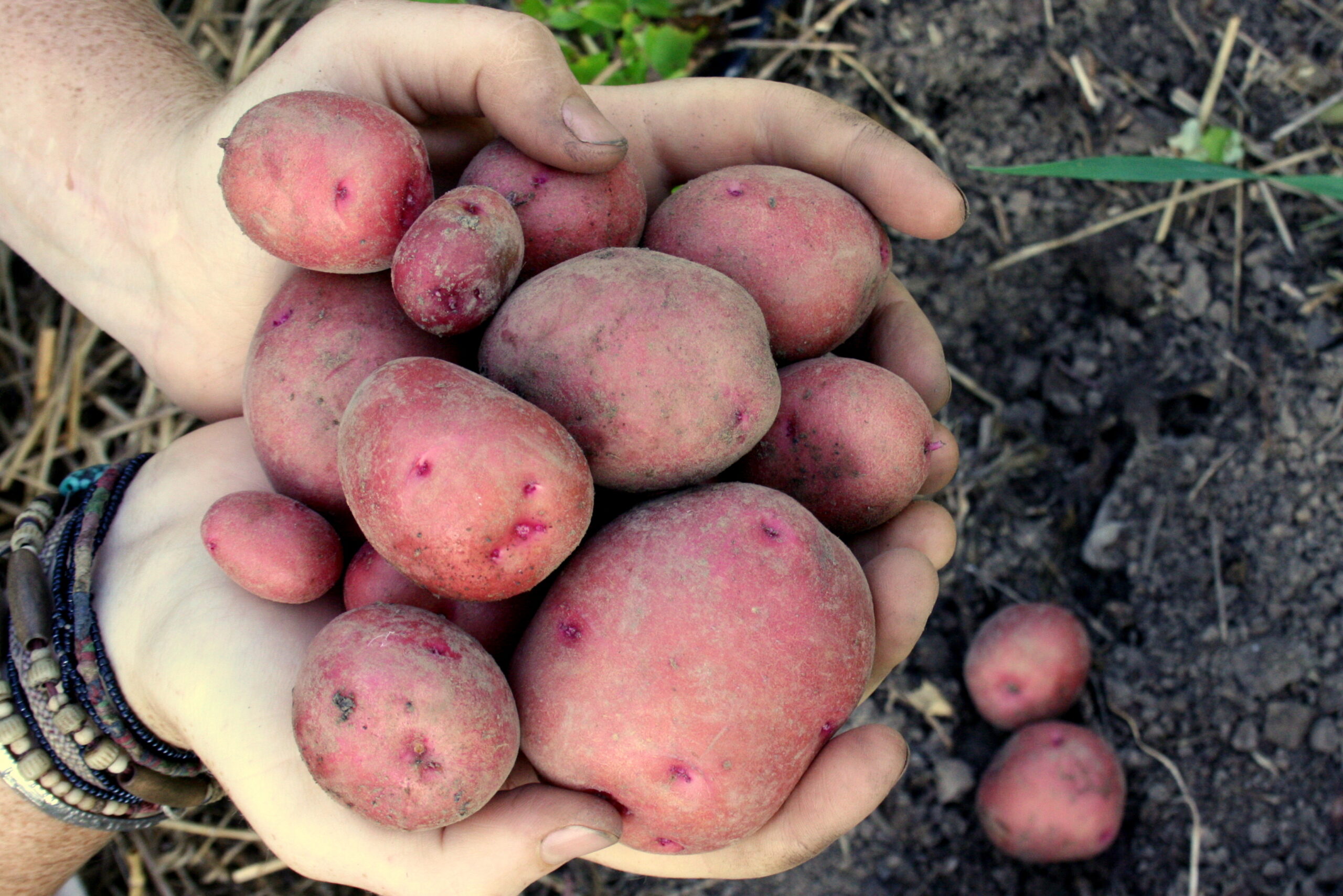 Red Potato Advantages: Why You Should Choose Them?