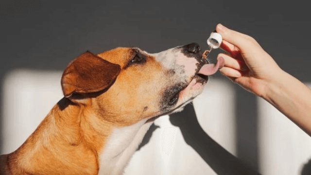 Guide to CBD Dosing for Dogs: Expert Tips