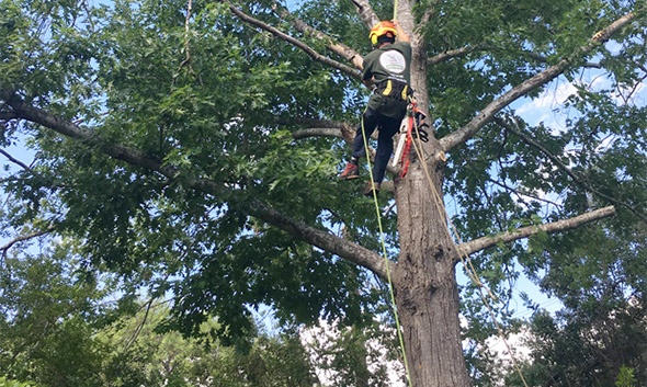 Expert Tree Service Austin: Your Path to Tree Perfection