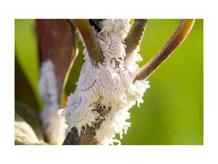 What Are Mealybugs & How To Get Rid Of Them
