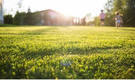 Get Your Lawn in Top Shape: Finding Fertilizer Services Near You