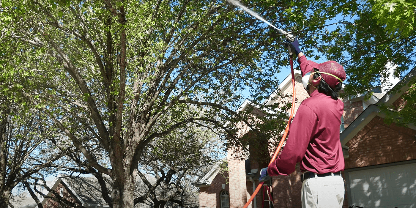 Elevating Landscapes: The Mastery of Tree Trimming in Austin