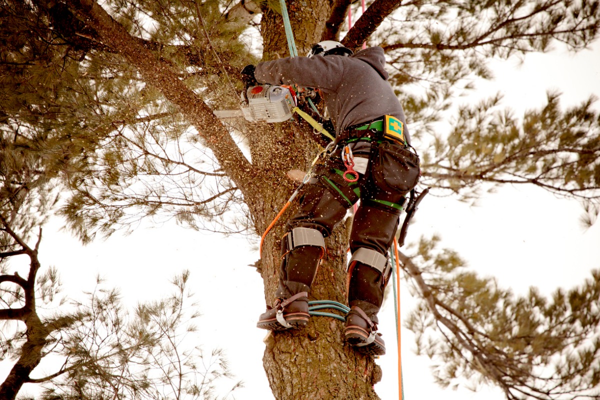 Arborist Insights: Expert Tree Care Tips and Advice