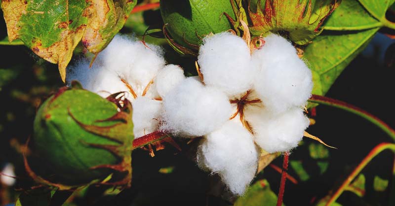 How Fast Does Cotton Grow?