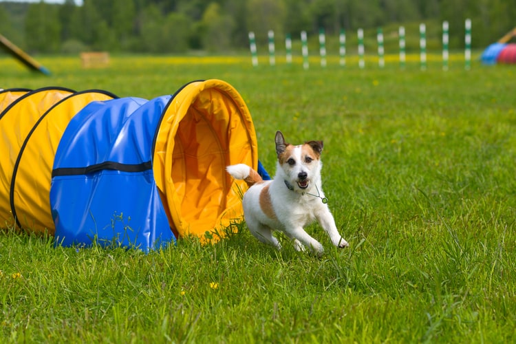 Take Your Dog’s Training to the Next Level With High-Quality Agility Equipment