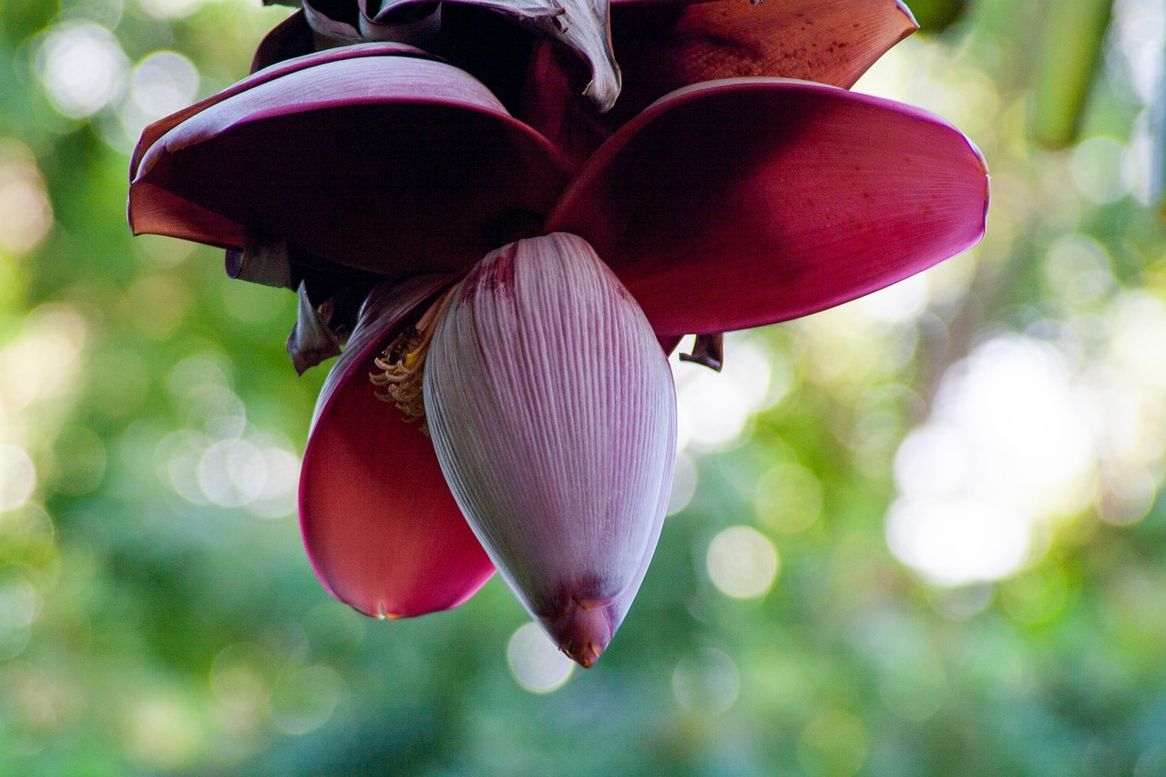 Exploring Nutritional Riches: Banana Flower Extract In 3 Perspectives