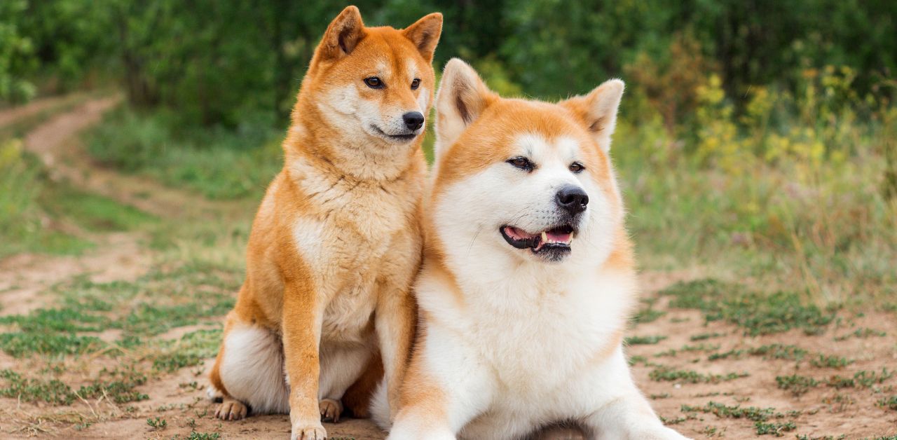 What to Know Before Getting a Shiba Inu: A Comprehensive Guide for Owners