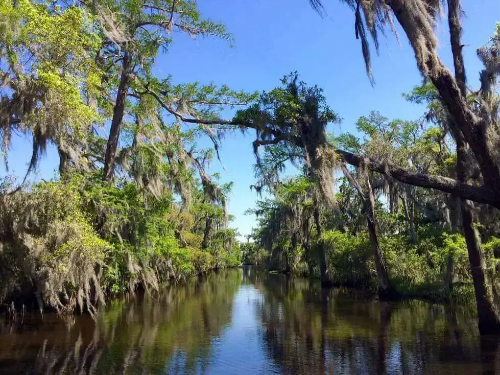 5 Surprising Species You Will Meet on a Bayou Swamp Tour - Husband Info