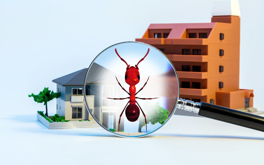 Pest Exterminator: The Expert Solution to Your Pest Problems