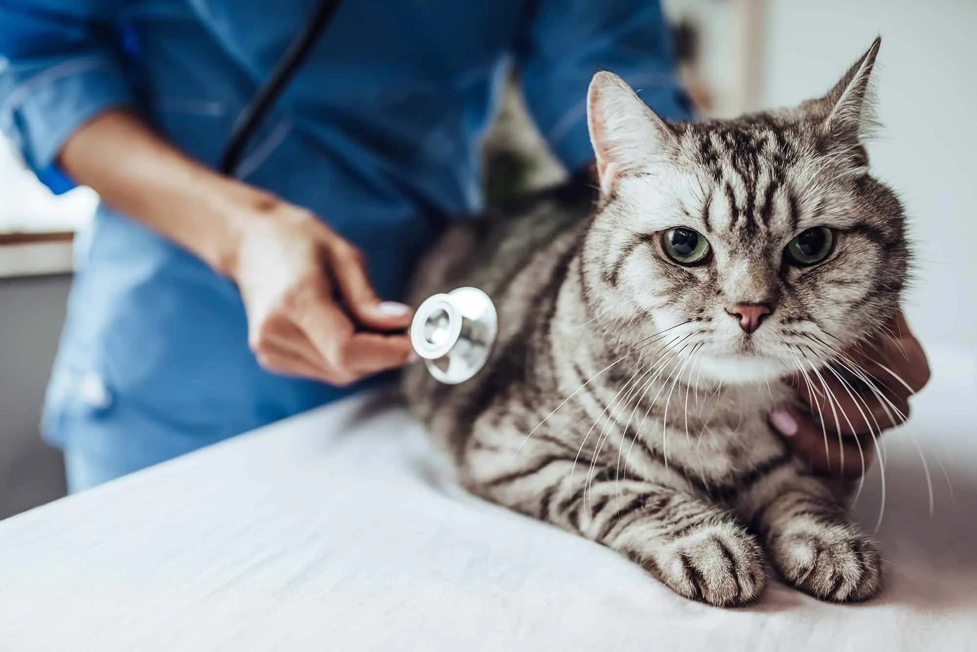 Paws for Wellness: Serangoon Vet Clinic’s Secret Recipe to Boost Your Pet’s Health!