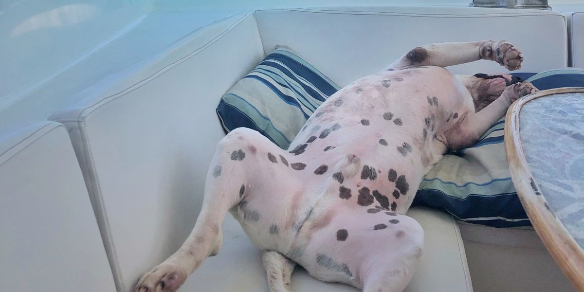 Brown Spots on Dog’s Belly: What They Mean and How to Address Them