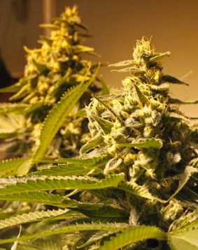 Fortune Favors the Bold: Unveiling Fortune Cookies Feminized Seeds by Growers Choice Seeds