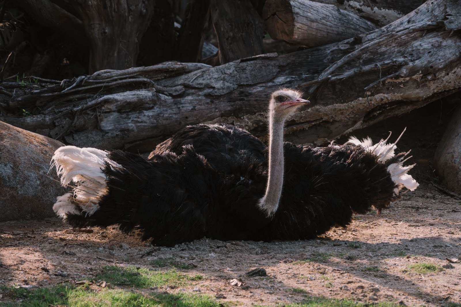 The Mighty Ostriches: Unveiling the Diversity of the World’s Largest Birds