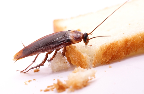 5 Ideas To Avoid Insect Pests At Home