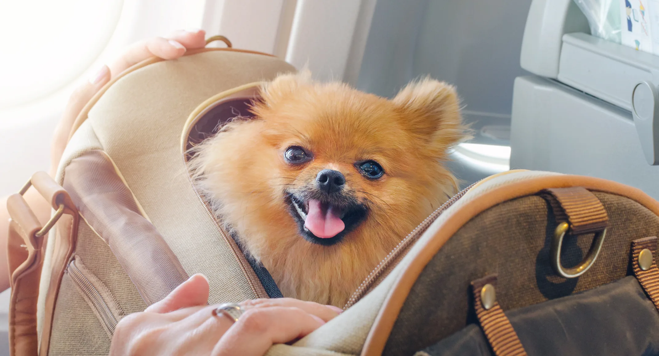 Prioritizing Pet Health on Your Travels