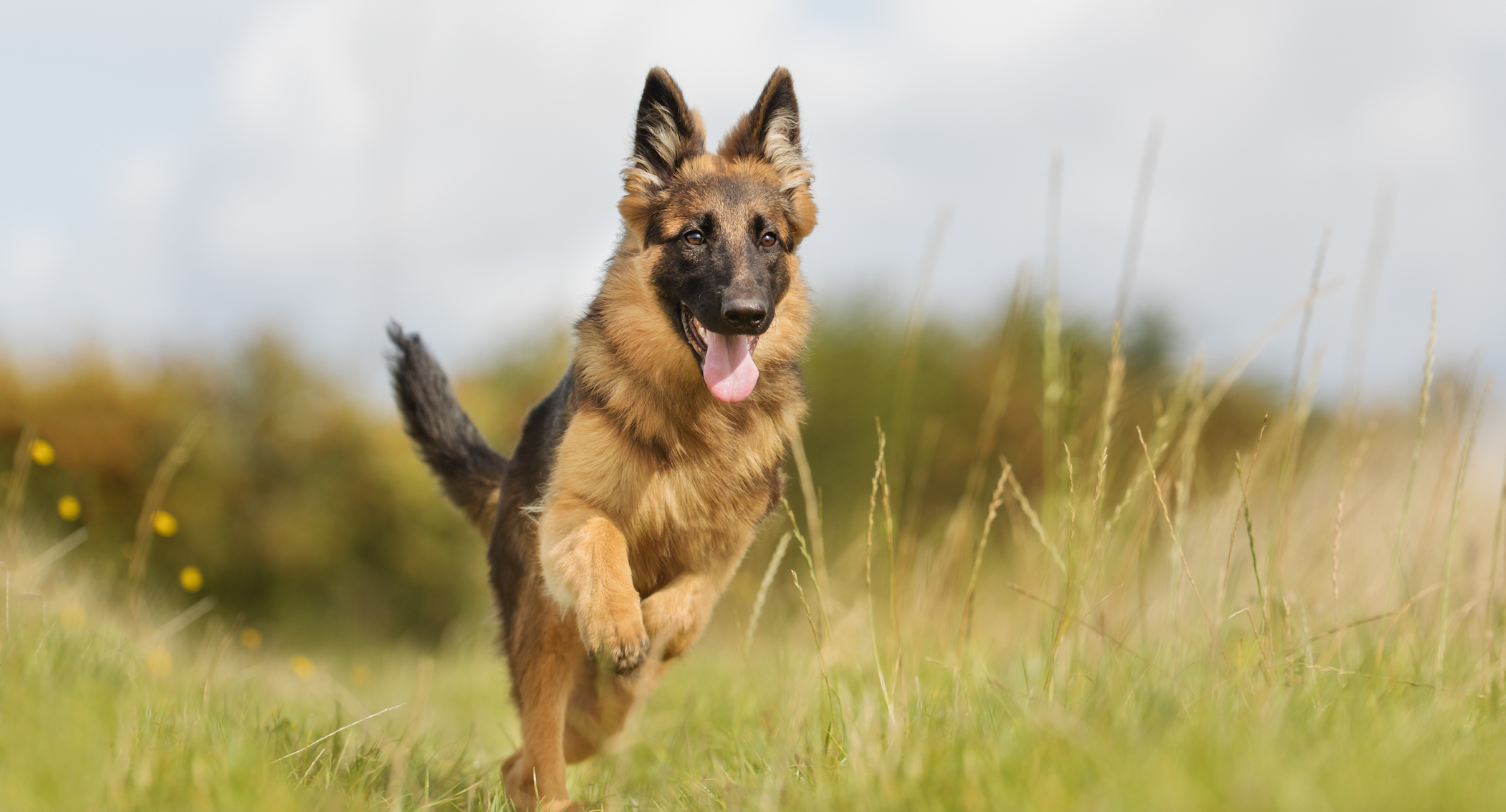 Czech Working Line GSDs into Your Family