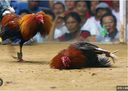 Step into the Arena: How SabongPH is Transforming the World of Cockfighting